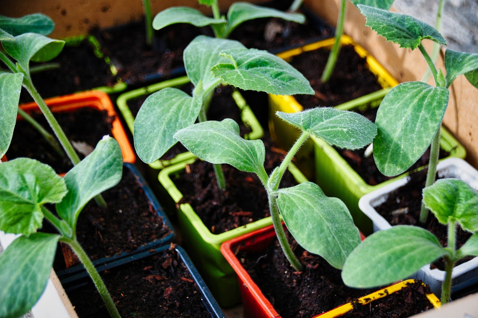 Sprouts from a vegetable garden